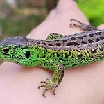 Kamienny Ogrod 别墅