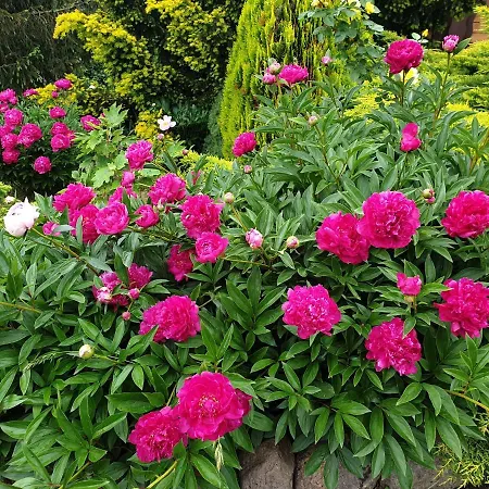 Villa Kamienny Ogrod Mikołajki