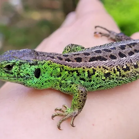 Kamienny Ogrod Villa