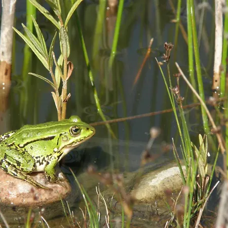 Kamienny Ogrod Villa Mikołajki