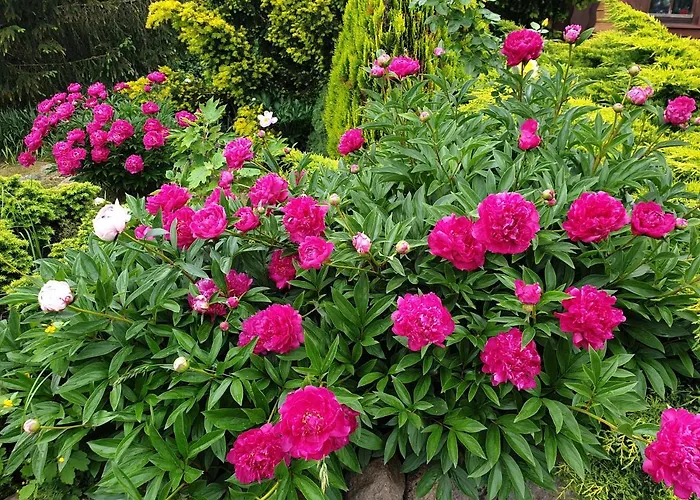 Willa Kamienny Ogród Mikołajki