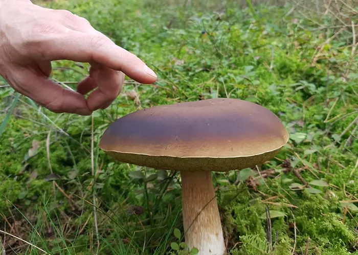 Kamienny Ogród Willa Mikołajki