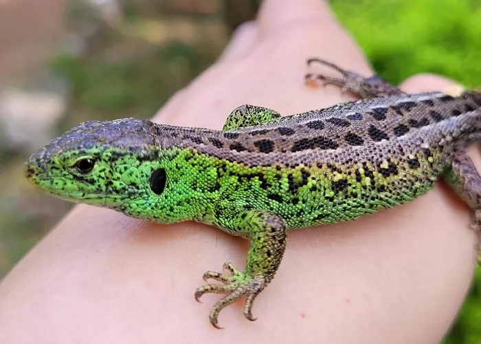 Kamienny Ogród Willa