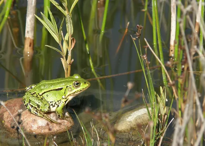 Kamienny Ogród Willa Mikołajki
